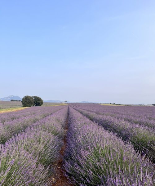Valensole's lavender